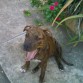 Aqui esta Goliatt en sus 6 meses :D
